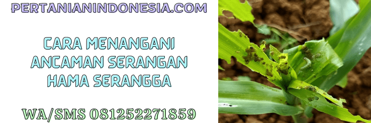 ancaman,serangan,hama,serangga,cara pengendalian,pertanian indonesia